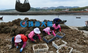 生蠔自動分揀機，取代人工分揀，高效精準(zhǔn)省人工