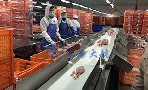 白條雞分揀機、整鴨分選機高效取代人工分揀，比人工快5倍